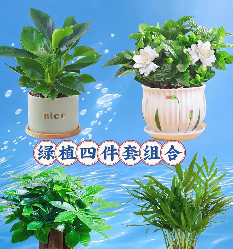 露天环境适合哪些盆栽植物？如何选择露天盆栽？