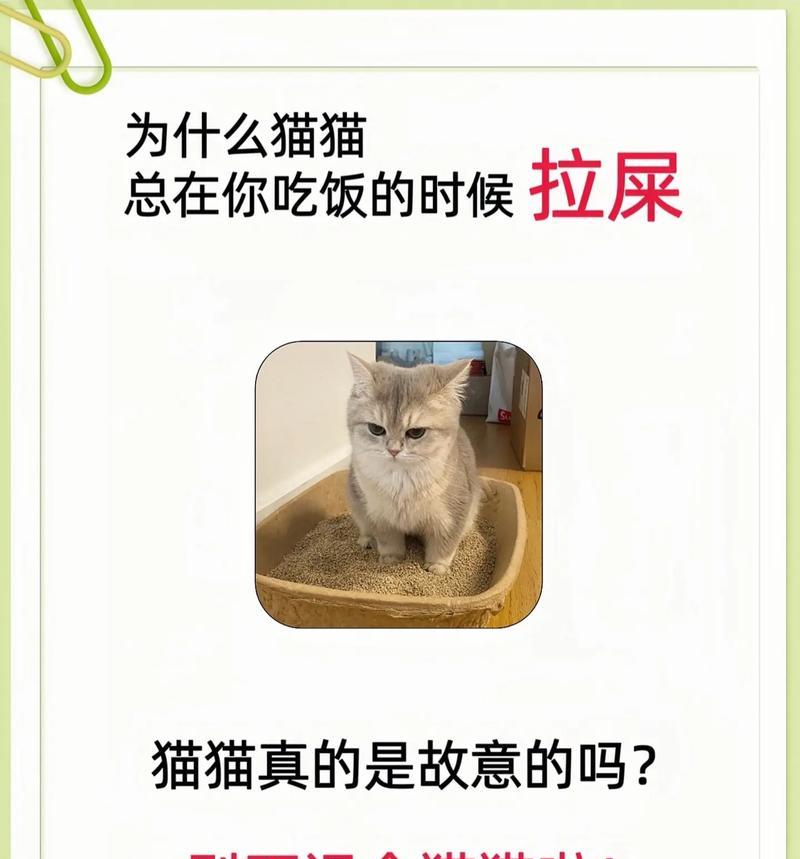 猫为何总在花盆里拉屎？如何防止？