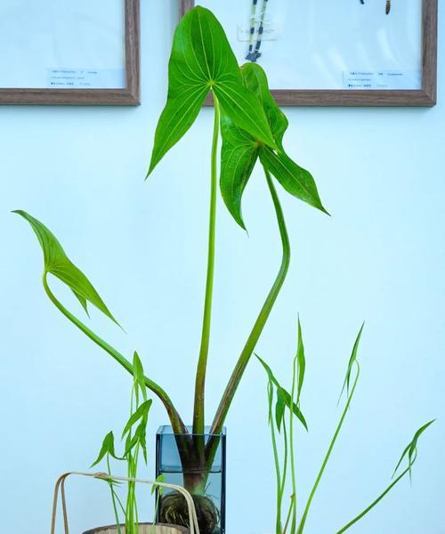 哪些水生植物耐晒且易养？有哪些耐晒水生植物推荐？
