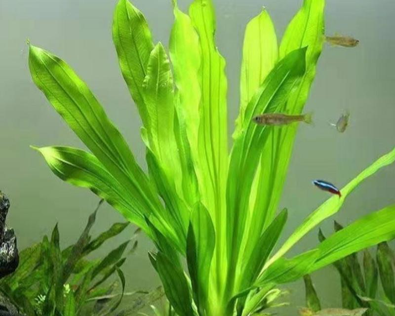 哪些水生植物耐晒且易养？有哪些耐晒水生植物推荐？