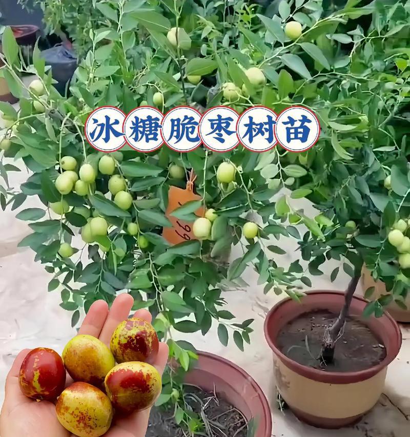 盆栽耐寒枣树品种有哪些推荐？选择时应注意什么？