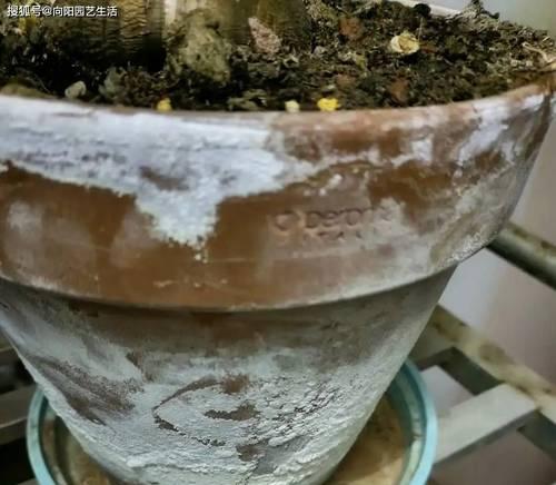 花盆土面白色粉末原因及处理方法是什么？