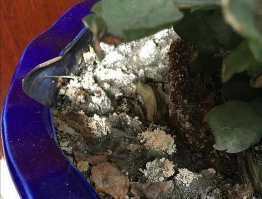 花盆土面白色粉末原因及处理方法是什么？