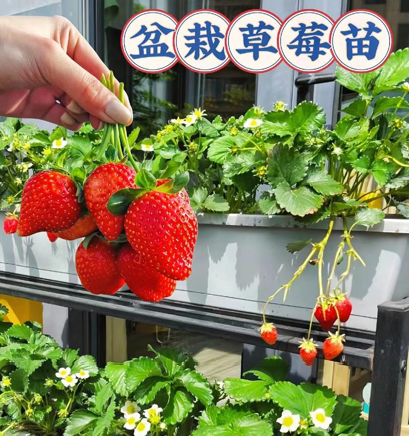 盆栽草莓果实不长大？应采取哪些措施？