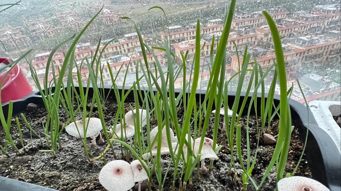 花盆上白色物质是什么菌种？如何处理？