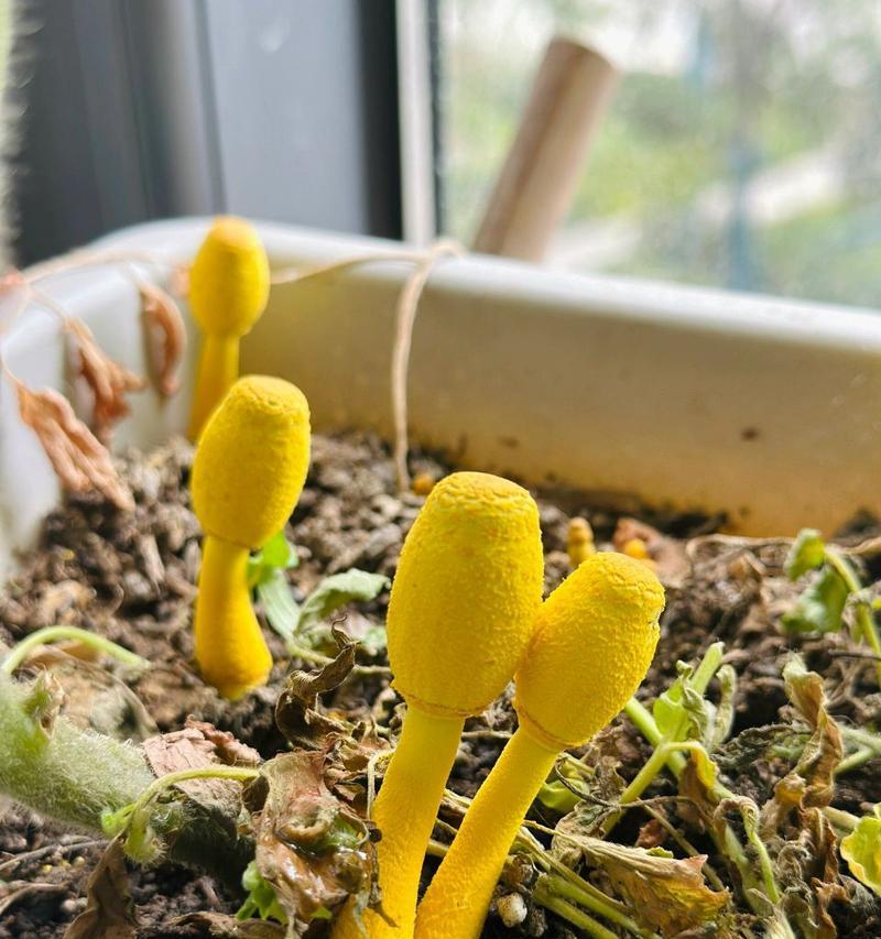 花盆上白色物质是什么菌种？如何处理？