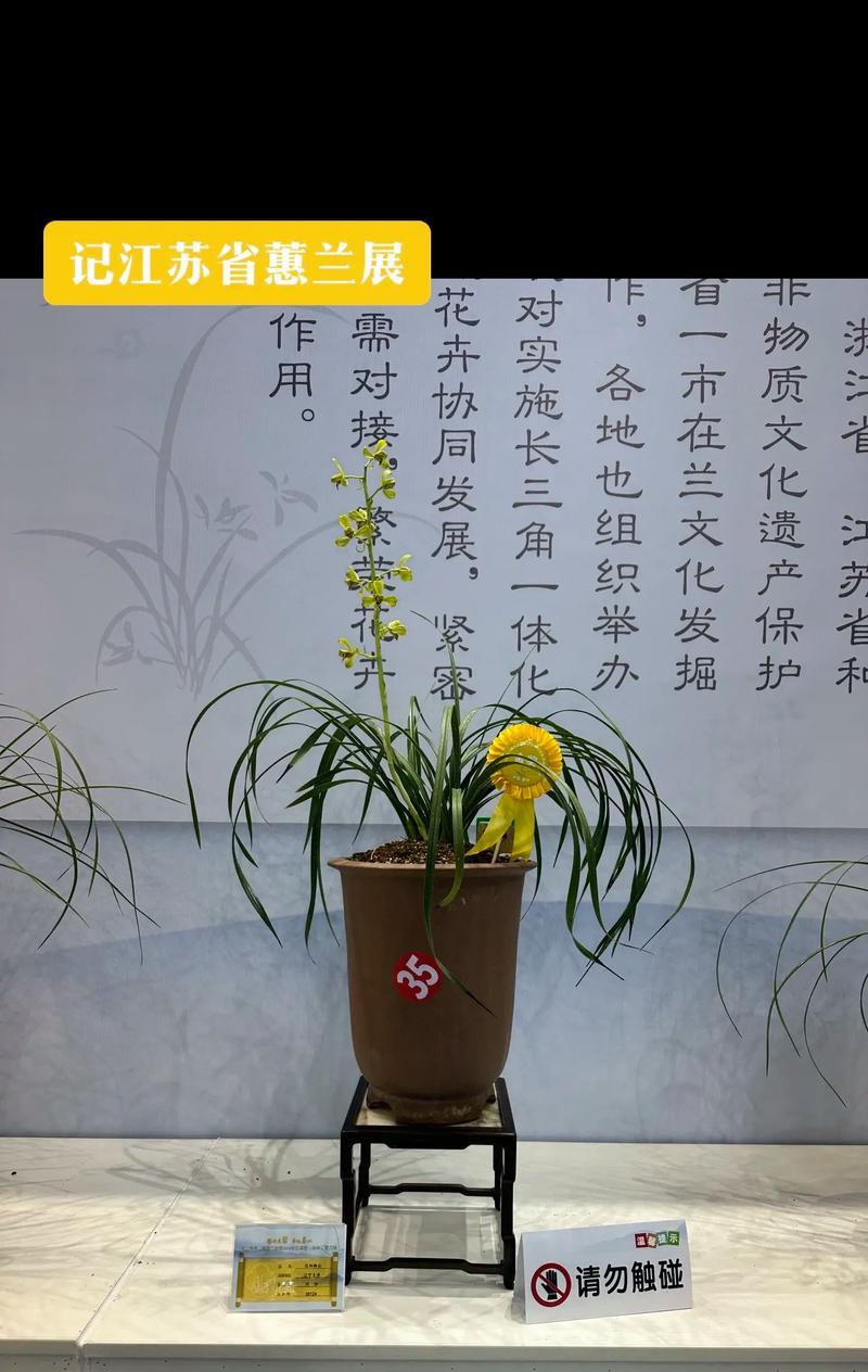 阳台养兰花去油污的小妙招是什么？