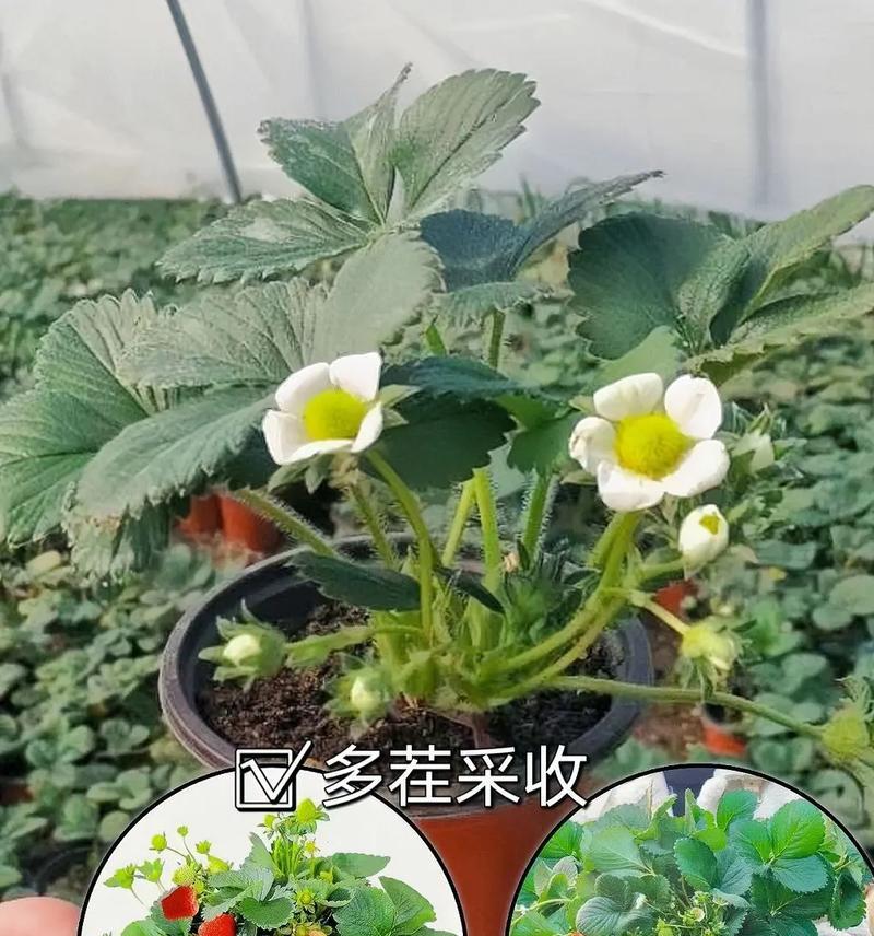 种草莓花盆制作的技巧是什么？如何选择合适的花盆？