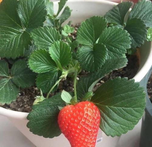 种草莓花盆制作的技巧是什么？如何选择合适的花盆？