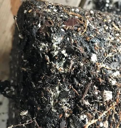 花盆土中黑色粉末处理方法是什么？