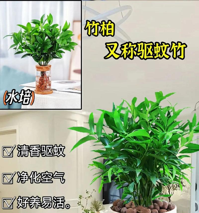 哪些花草品种既易养又具有防蚊效果？最佳品种是什么？
