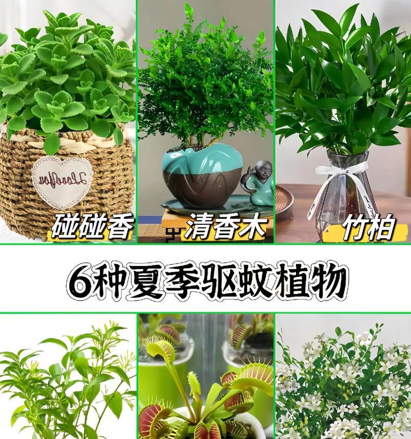 哪些花草品种既易养又具有防蚊效果？最佳品种是什么？