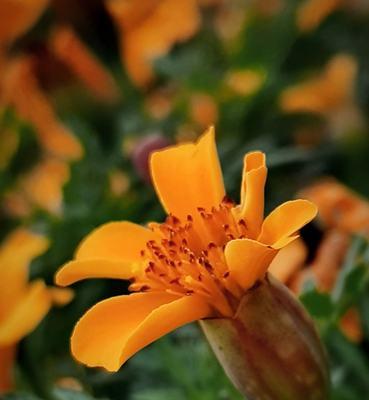 孔雀花的花语是什么？了解孔雀花的象征意义和用途？
