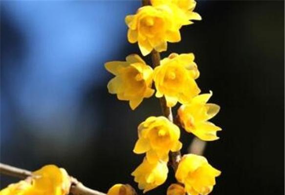 腊梅的花语是什么？腊梅象征着什么含义？