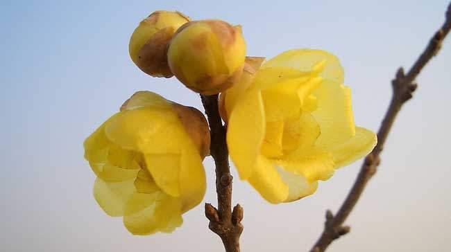 腊梅花花语是什么？如何解读腊梅的象征意义？
