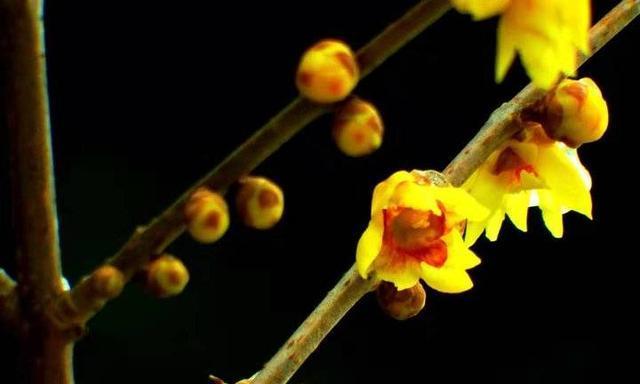 腊梅花花语是什么？如何解读腊梅的象征意义？