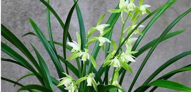 兰花的寓意是什么？兰花代表的含义有哪些？