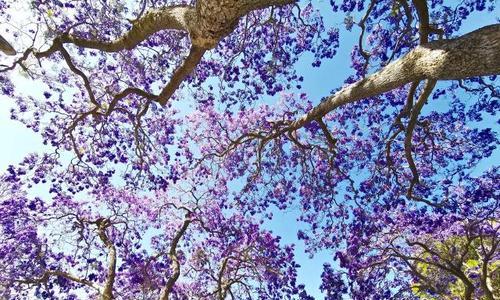 蓝花楹花语是什么意思？如何理解蓝花楹的象征意义？
