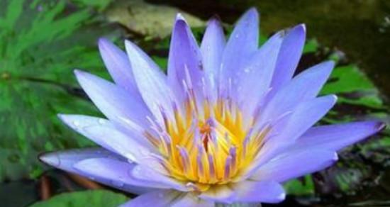 蓝莲花代表什么？蓝莲花的象征意义和常见问题解答？