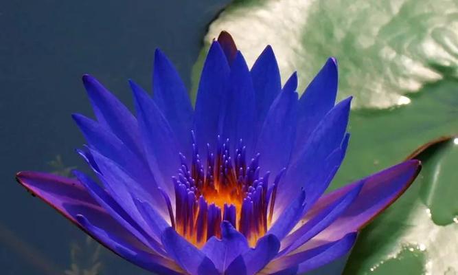 蓝莲花的象征意义是什么？蓝莲花代表的含义有哪些？