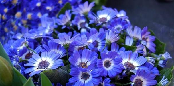 蓝色雏菊代表什么含义？花语有哪些特别之处？
