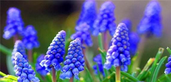 蓝色风信子的花语有哪些含义？