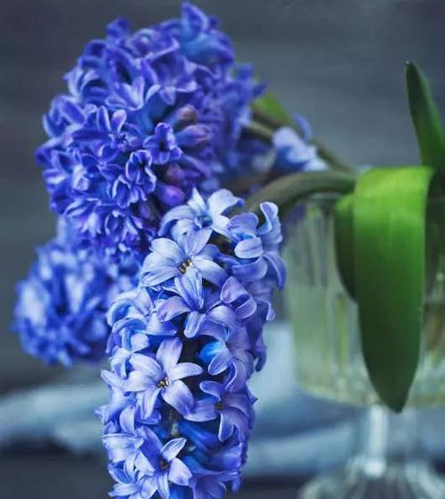 蓝色风信子代表什么含义？它的花语有哪些？