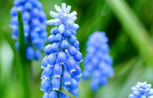 蓝色风信子代表什么含义？它的花语有哪些？