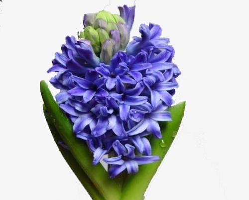 蓝色风信子代表什么含义？它的花语有哪些？