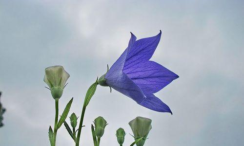 蓝色桔梗花的花语是什么？如何表达爱意？