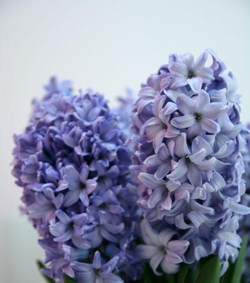 蓝色康乃馨代表什么含义？花语有哪些解读？