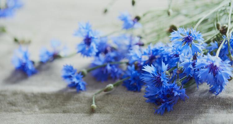 蓝色矢车菊的花语有哪些含义？