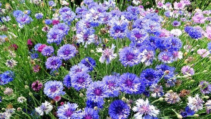 蓝色矢车菊花语是什么？了解其独特含义和象征意义？