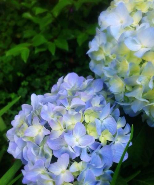 蓝色绣球花的花语是什么？有哪些关于它的传说故事？