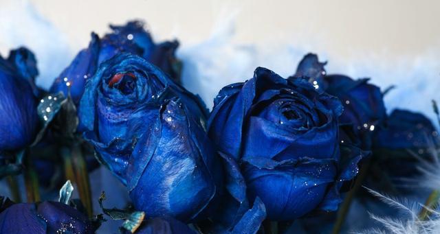 蓝色妖姬玫瑰花的花语是什么？购买时需要注意哪些事项？