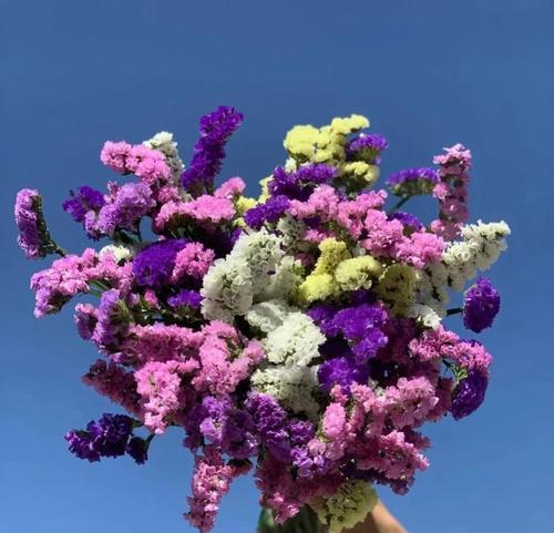 浪漫花语的花是什么？如何挑选表达爱意的花卉？