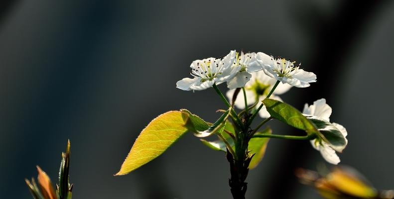 梨花的花语是什么？它有哪些寓意和象征意义？