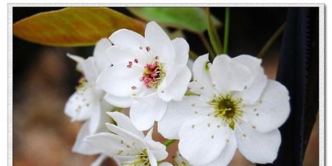 梨花花语是什么？了解梨花的象征意义和文化内涵？