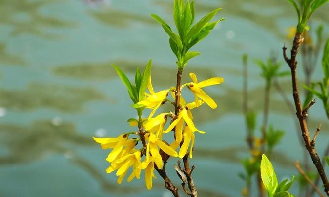 连翘花花语是什么？连翘花寓意有哪些常见问题解答？