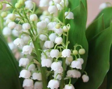 铃兰花的花语是什么？如何用铃兰花表达爱意？