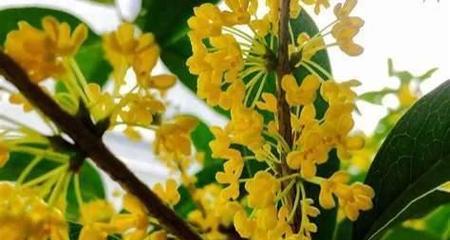 桂花什么时候开花？最佳观赏月份是几月？