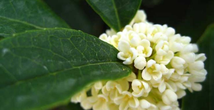 桂花的开花季节是什么时候？一般几点钟开放？