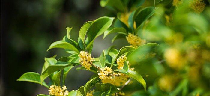 桂花的开花季节是什么时候？一般几点钟开放？