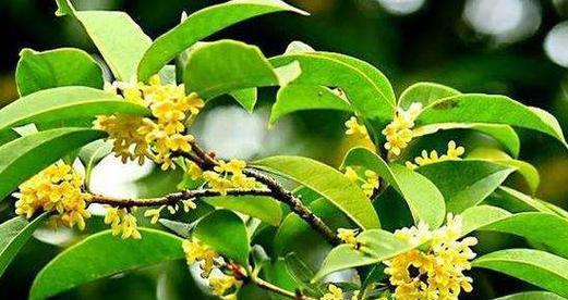 桂花的开花季节是什么时候？一般几点钟开放？