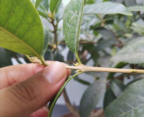 桂花长花苞的时间是什么时候？如何促进花苞生长？