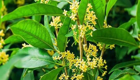 桂花长花苞的时间是什么时候？如何促进花苞生长？