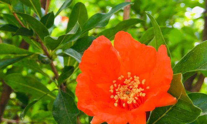 石榴花的花语是什么？石榴花象征着什么含义？