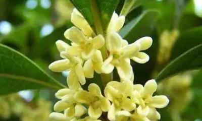 桂花生长温度是多少度？如何确保桂花健康生长？