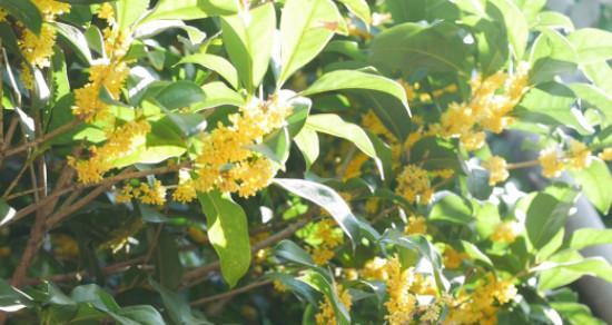 桂花通常生长在哪些地方？如何在家中种植桂花树？