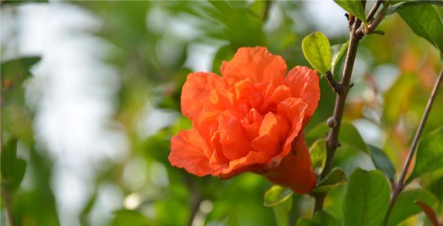 石榴花语和寓意是什么？石榴花象征着什么含义？